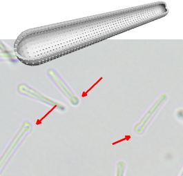 HMSR (NEO SPICULE)